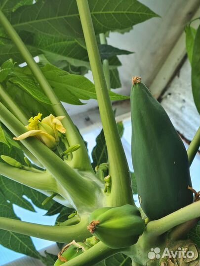 Папайя тамаринд сахарное яблоко лайм бамбук