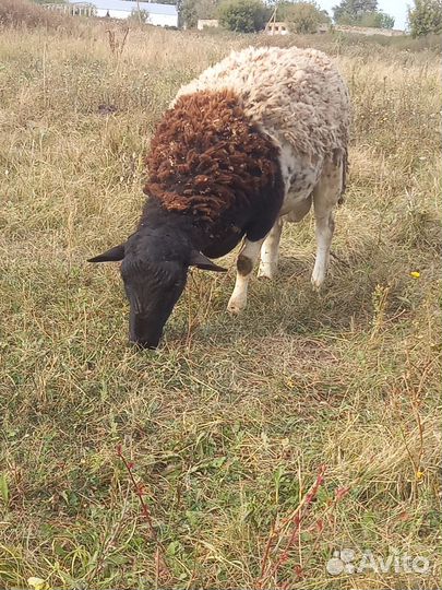 Продам барана