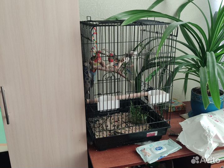 Попугай цена задвух