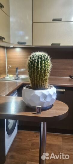 Большой кактус