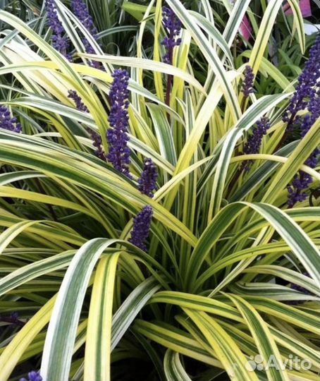 Лириопе muscаri Variegatа