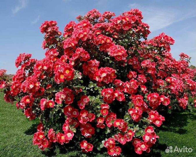 Саженцы роз лучших зимостойких сортов