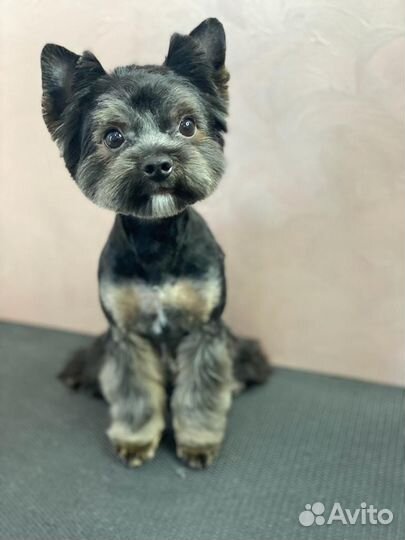 Йоркширский терьер вязка мальчик