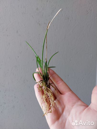 Миниатюрные орхидеи/глиняный горшки