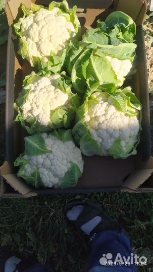 Цветная капуста и Брокколи пекинская капуста