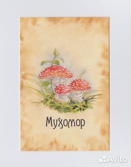 Грибы набор Синицына посткроссинг мухомор сморчок