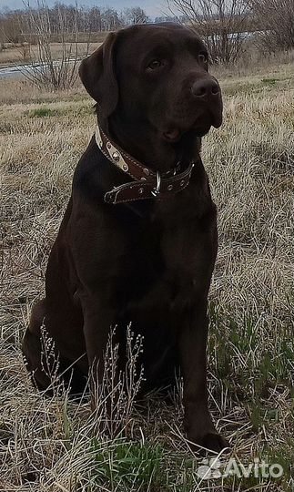 Щенки лабрадора шоколадные