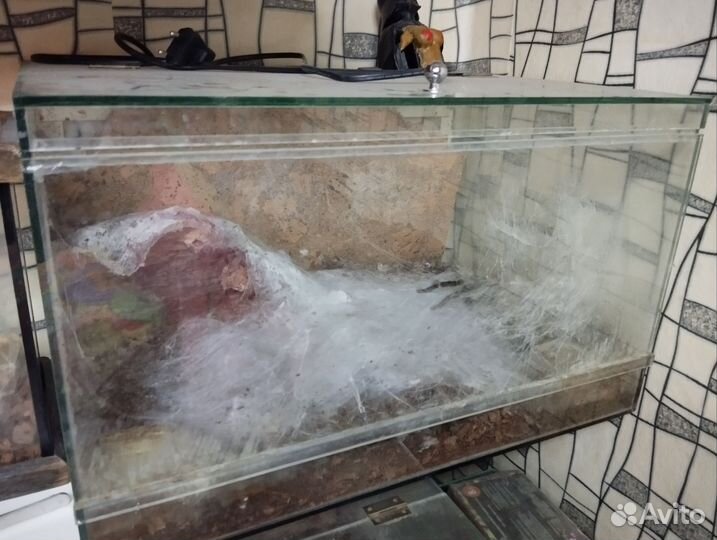 Паук с террариумом