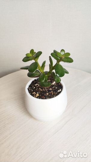 Денежное дерево - Толстянка