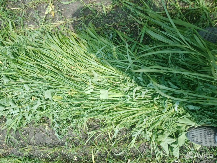 Сено суданка