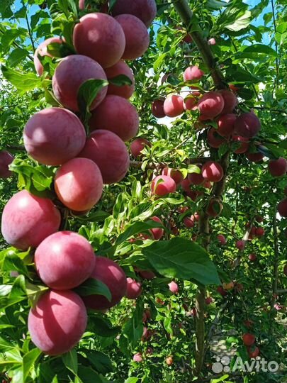 Для сада и огорода