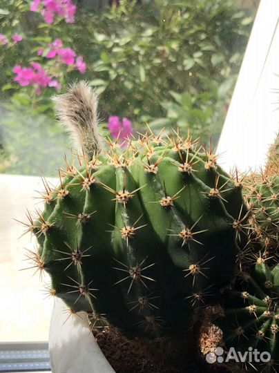 Эхинопсис кактус