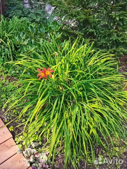 Лилейник большой куст