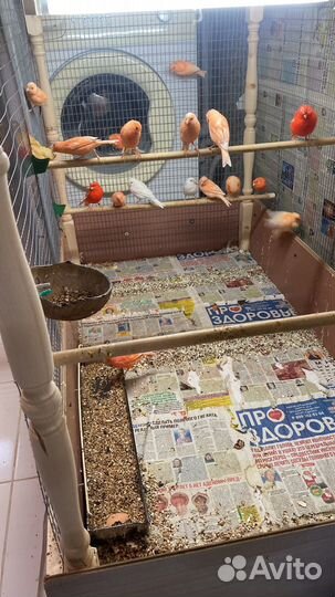 Молодые кенара