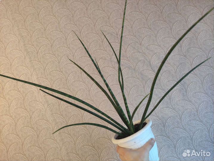 Сансевьерия, остролистная. Грациозная