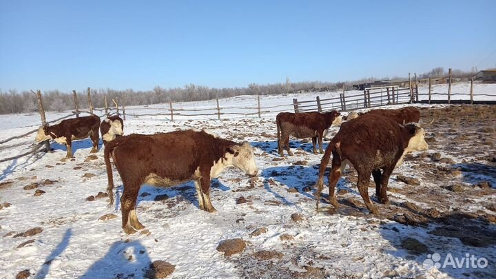 Корова белоговая казахская и телята
