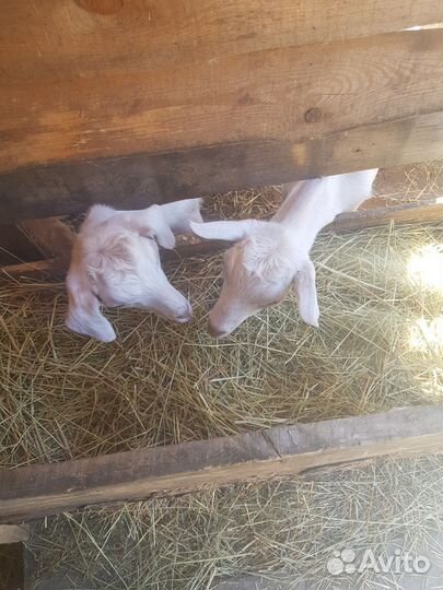 Козочки и козлика