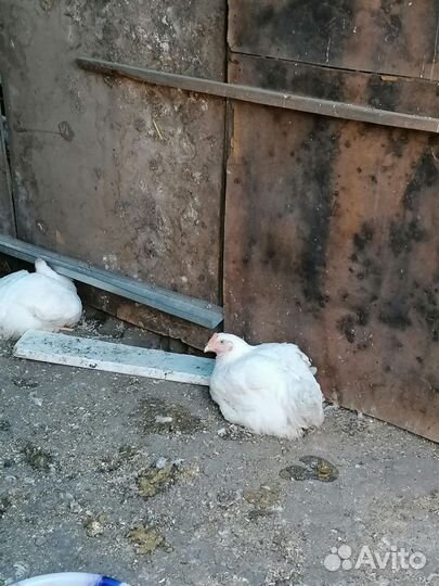 Бройлер, несушка