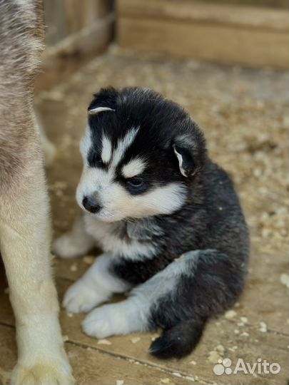 Щенки хаски