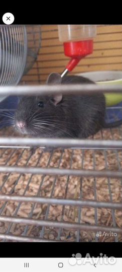 Белка дегу с клеткой