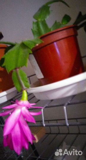 Декабрист розовый