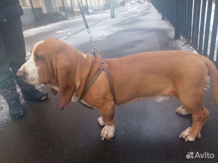 Бассет Хаунд вязка