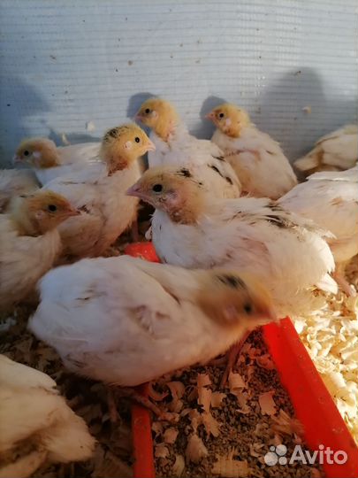 Перепелята