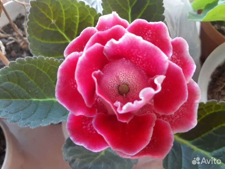 Махровая глоксиния