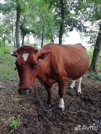 Корова и тёлочка