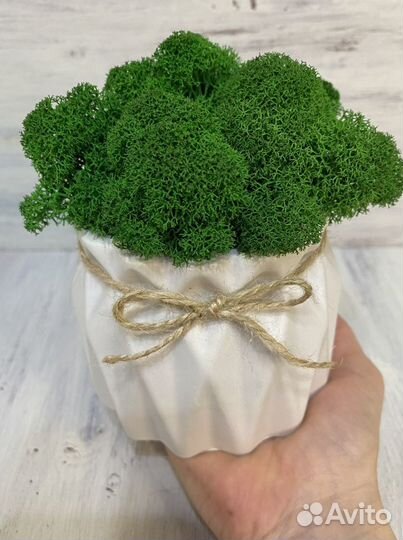 Кашпо из гипса со мхом