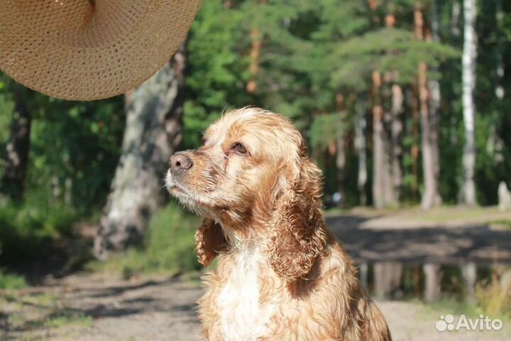 Американский кокер спаниель вязка девочка