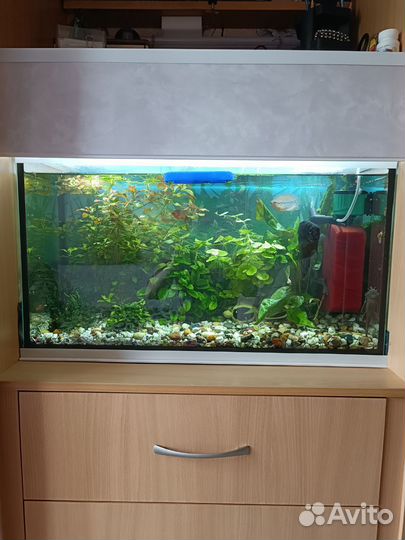 Аквариум