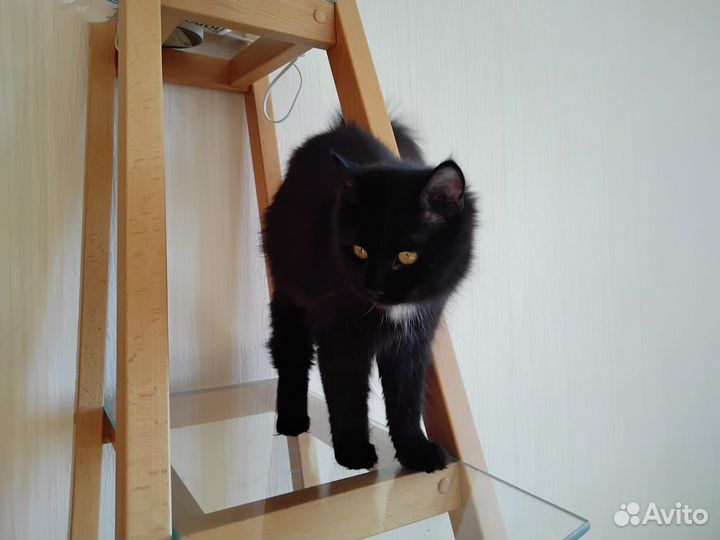 Шикарные ломатые котята цвета темный шоколад