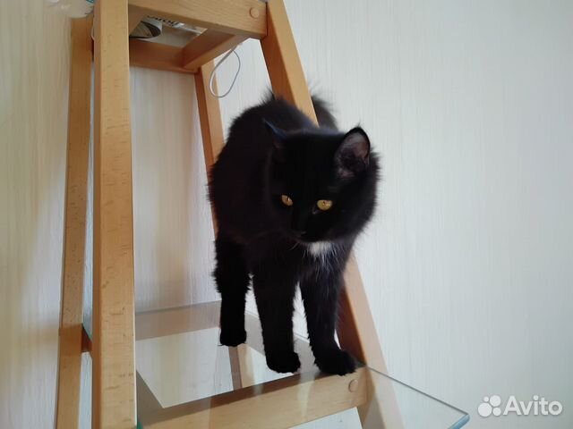 Шикарные ломатые котята цвета темный шоколад