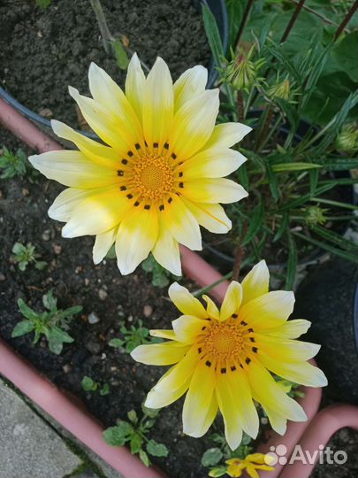 Газании (гацании)