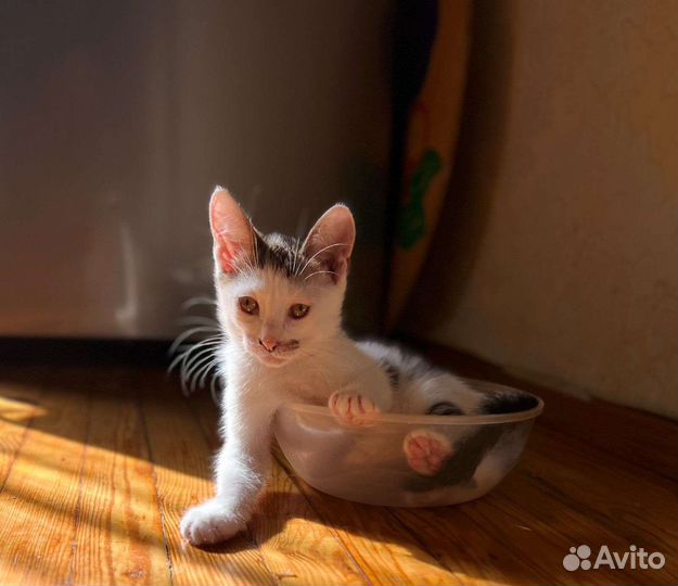 Котята. На любой вкус. Мо. всех в добрые руки
