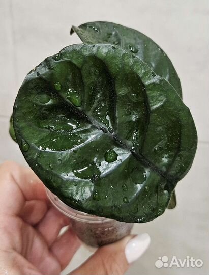 Хойя бразил,обовата,виллоза