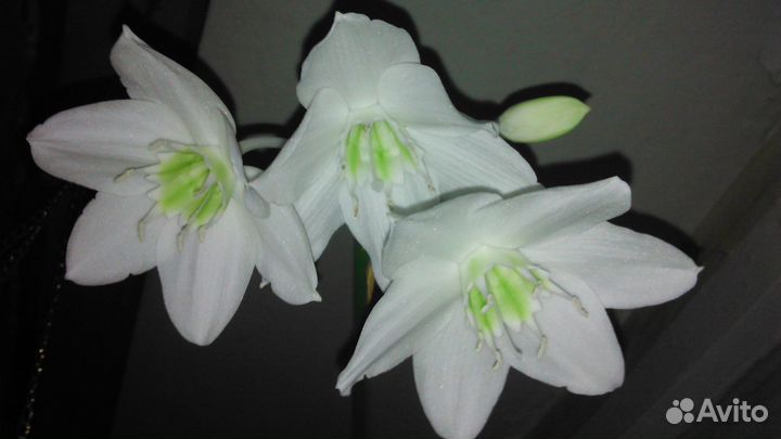 Эухарис амазонская лилия,Гиппеаструм