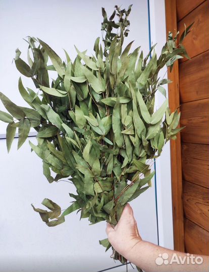 Эвкалиптовый веник, Виноград неукрывной