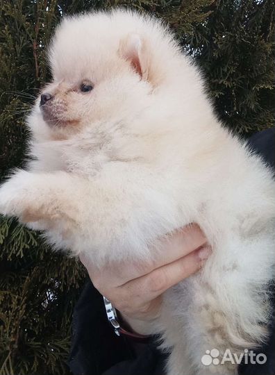 Белый шпиц померанский