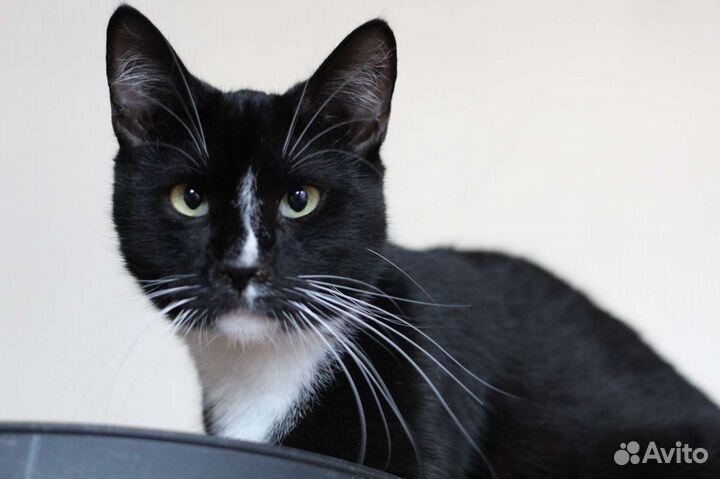 Котик Азар