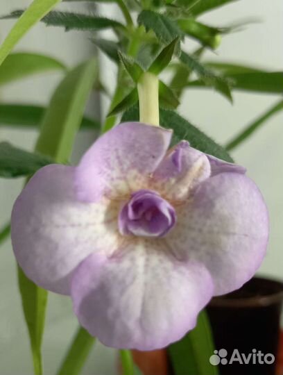 Ахименесы комнатные цветы растения