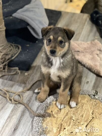 Щенки в добрые руки