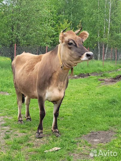 Молоко коровье домашнее,творог,масло,сметана