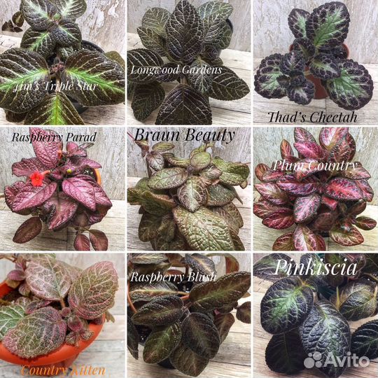 Эписция детки-3