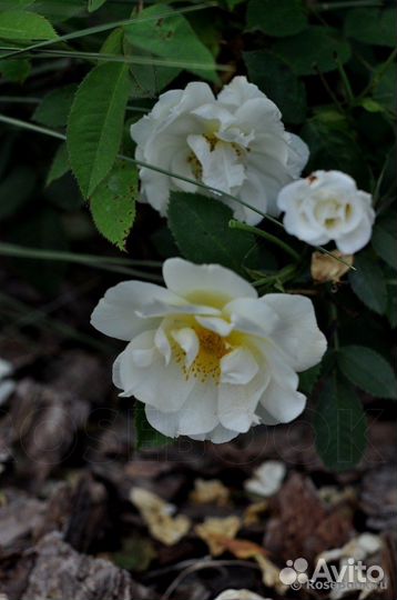 Английская роза Винраш/Windrash ароматная