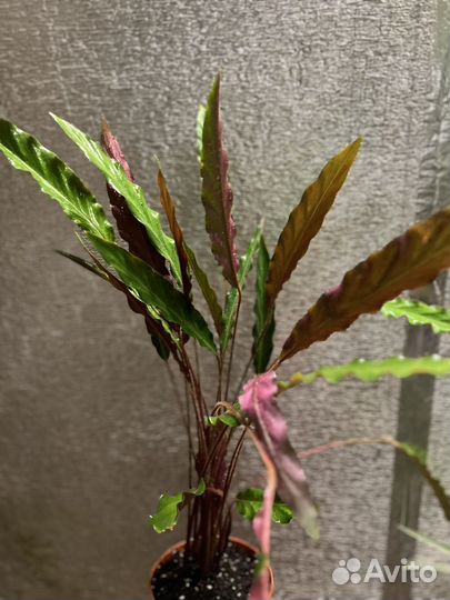 Калатея Руфибарба