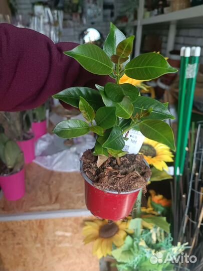 Цикас, Дипладения,криптантусы, строманта