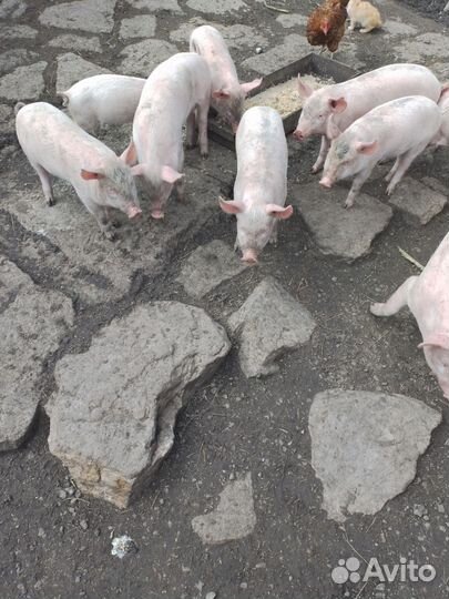 Поросята