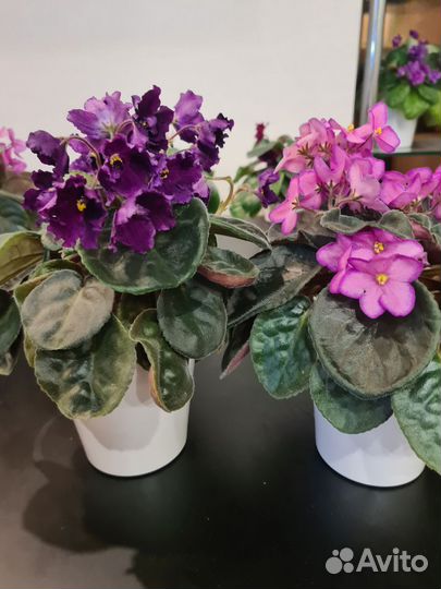 Фиалки взрослые цветущие